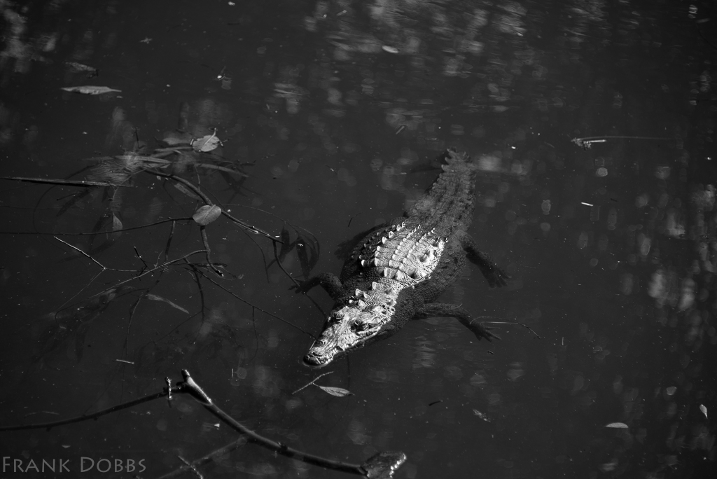 Alligator -20160116 - 1272