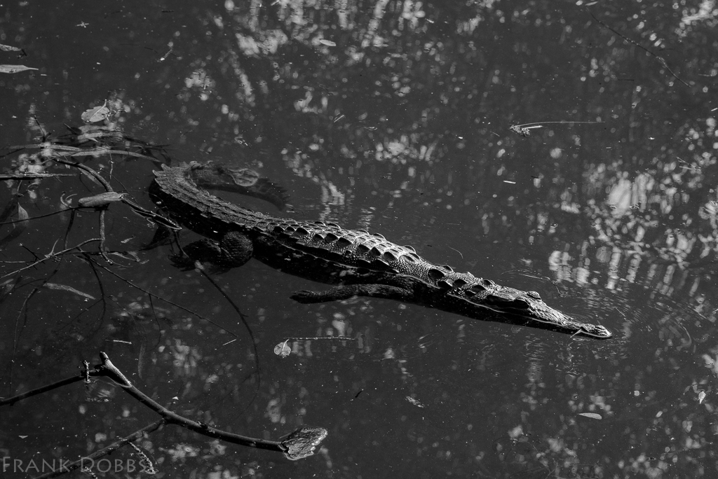 Alligator -20160116 - 1276