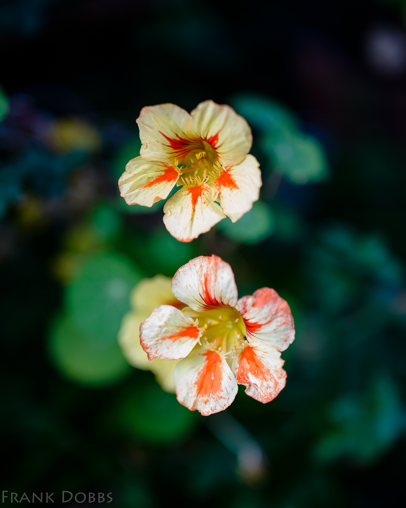 nasturtiums-20161016-4259-2