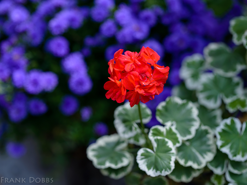 variegated-geranium-with-asters-in-the-background-20161016-4244