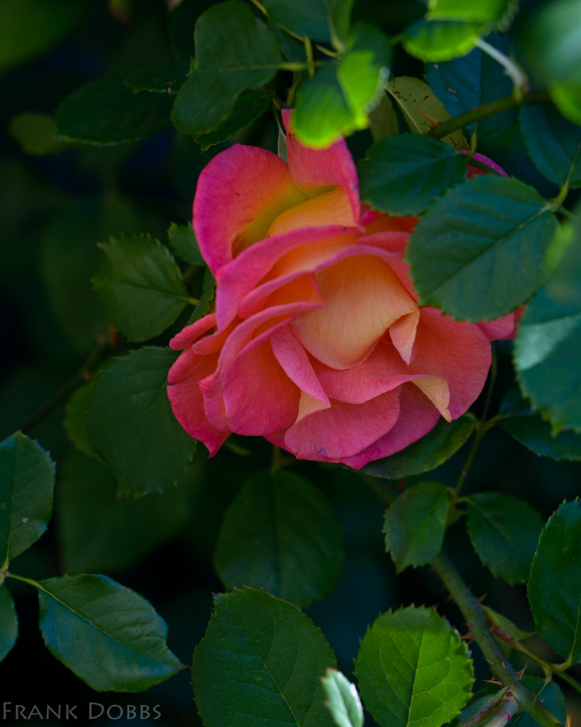 a-shy-rose-that-blooms-in-november-20161106-4355-2
